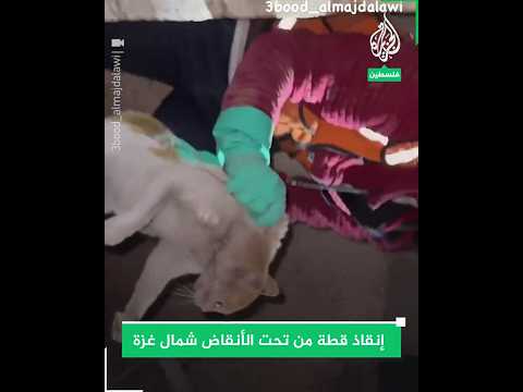 الدفاع المدني يحاول إنقاذ قطة من تحت الأنقاض شمال قطاع غزة