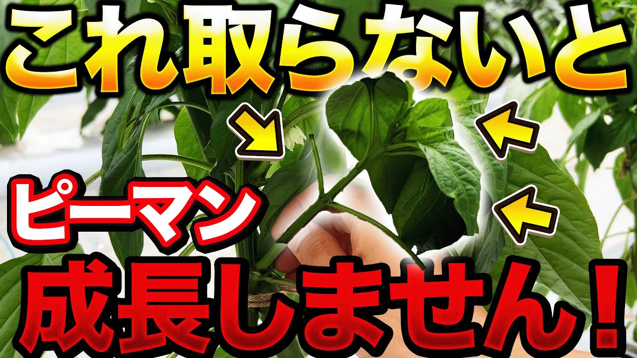【早く知りたかった】ピーマン栽培で大量収穫するためにこの時期にやる〇〇作業について。