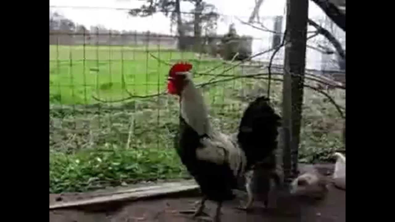 Video Funny Rooster sound YouTube