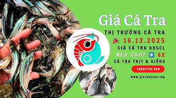 🎉 Thị trường Cá Tra Miền Tây [16/12/2025] ✅ #giacatra #ĐBSCL Tây Ninh, Cần Thơ, An Giang & Đồng Tháp