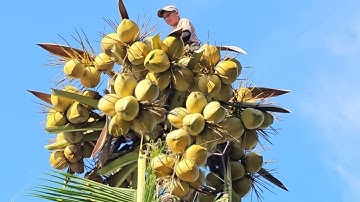 Cưa  cây  dừa  siêu  siêu  trái nghiêng  vào  nhà  ,Ở  vĩnh  trung  .Cưa  cây  kỷ thuật cao