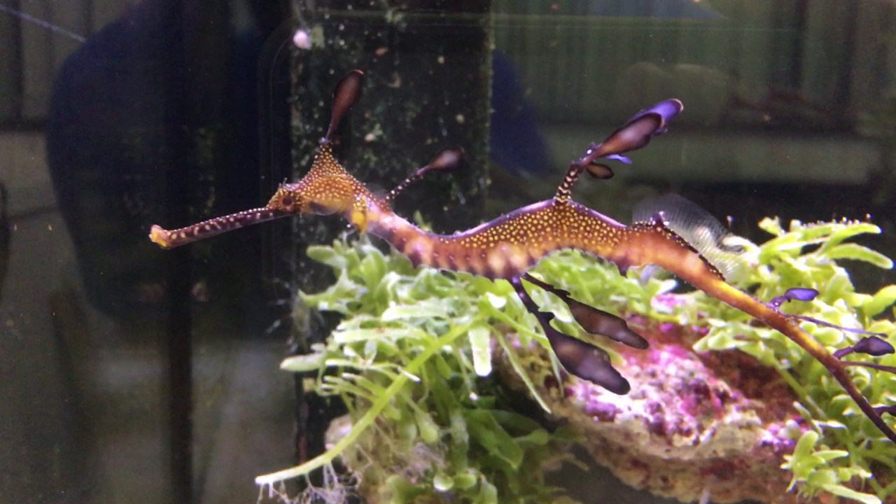 ウィーディーシードラゴン状態良好 動画公開 生麦海水魚センター