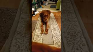 chatty Irish setter