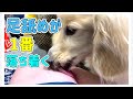 結局足を舐めることが1番落ち着くミルク│licking dog dog's kisses