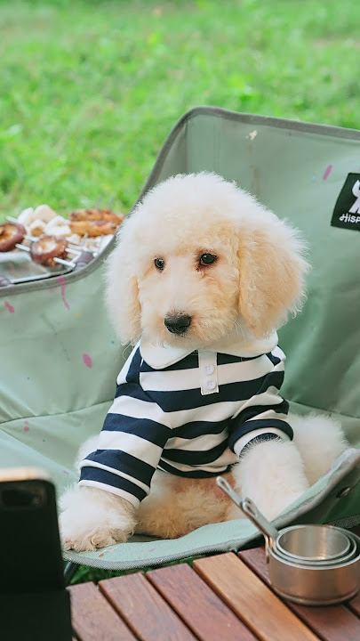 Dogs are the antidote to a tired life#art #artistry #amazing #viral #dog