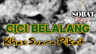 BURUNG CICI BELALANG GACOR SUARA PIKAT || Video By Pasaban Aplez ll