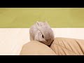 いつもより少し帰りが遅くなっただけで大げさな再会をする甘えん坊うさぎ