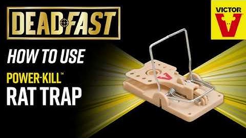 How To Use Deadfast Power Kill Rat Trap