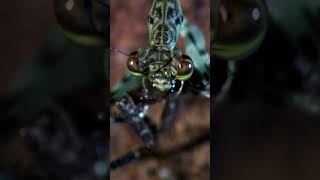 Natural Assasin's ICE-COLD Ambush #monsterbugwars #wildlife #shorts