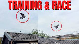 Pigeon Race And Training Flight in ONE DAY
