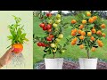 Best skill grafting apple with orange with aloe vera  banana  how to grow apple and orange trees