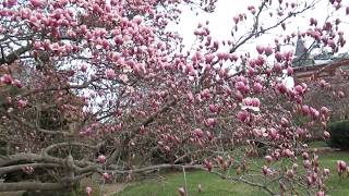 Welcome Spring 2019.