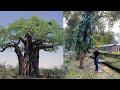 7 Best trees in India | Best trees for balcony. Ghar ke liye sabse achhe ped.
