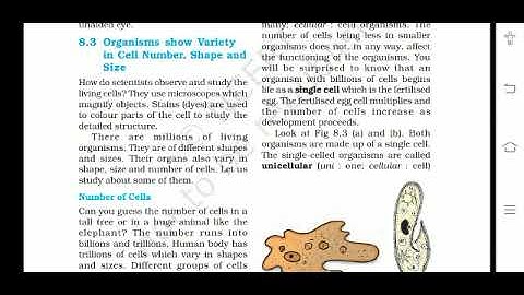 cell -structure and function (8.3 activity)class 8 science NCERT
