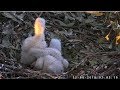 White Bellied Sea Eagle Cam ~ We Are Going To Be Buddies One Day 8.12.18