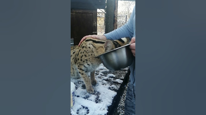 Watch the video about SOGGA loves to be pet while eating 🐆🍗❤️ gorgeous serval Ramses 🐆 amazing feline friend ❤️❤️❤️