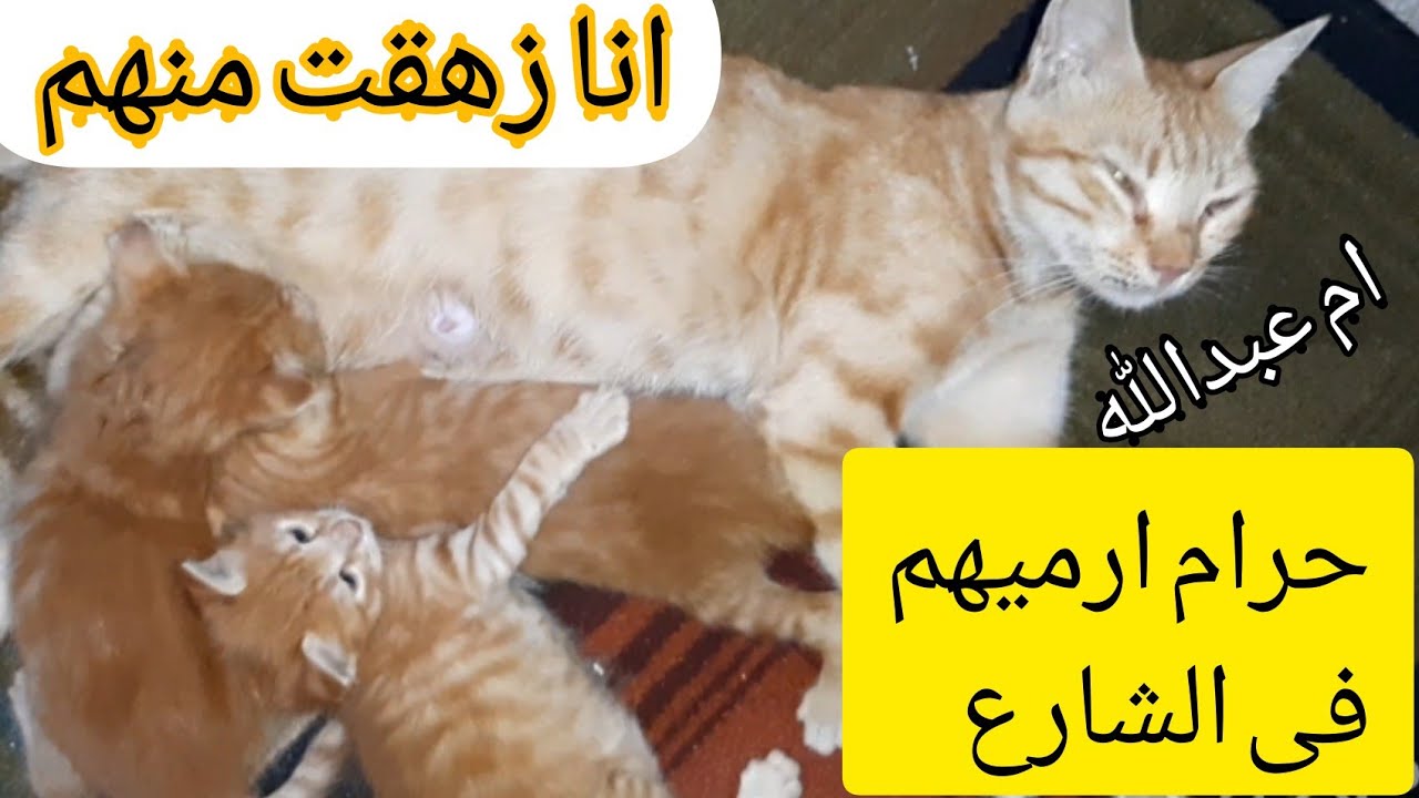 حرام رمى القطط فى الشارع انا زهقت منهم وماحدش عاوز ياخدهم....اسمع من ام عبدالله