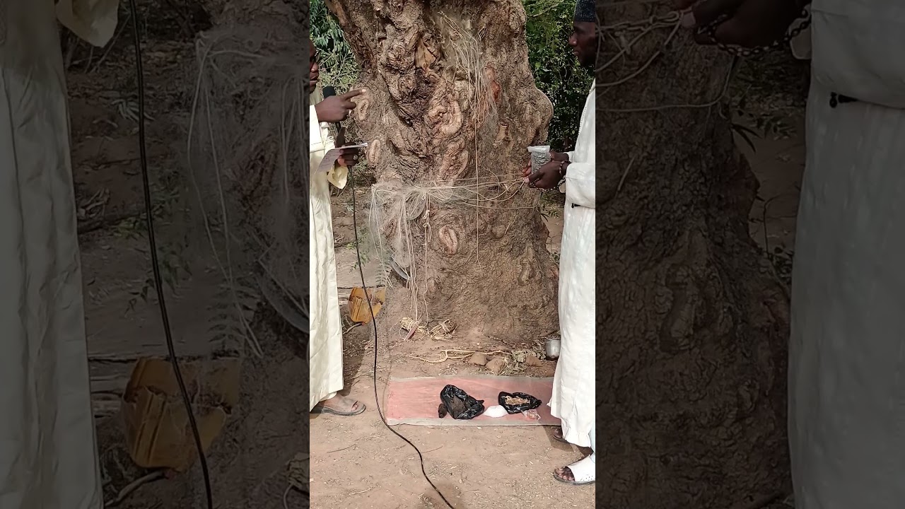 le néré a un valeur inestimable Tel 76137812