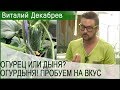 ОГУРЕЦ ИЛИ ДЫНЯ? ОГУРДЫНЯ! ПРОБУЕМ НА ВКУС