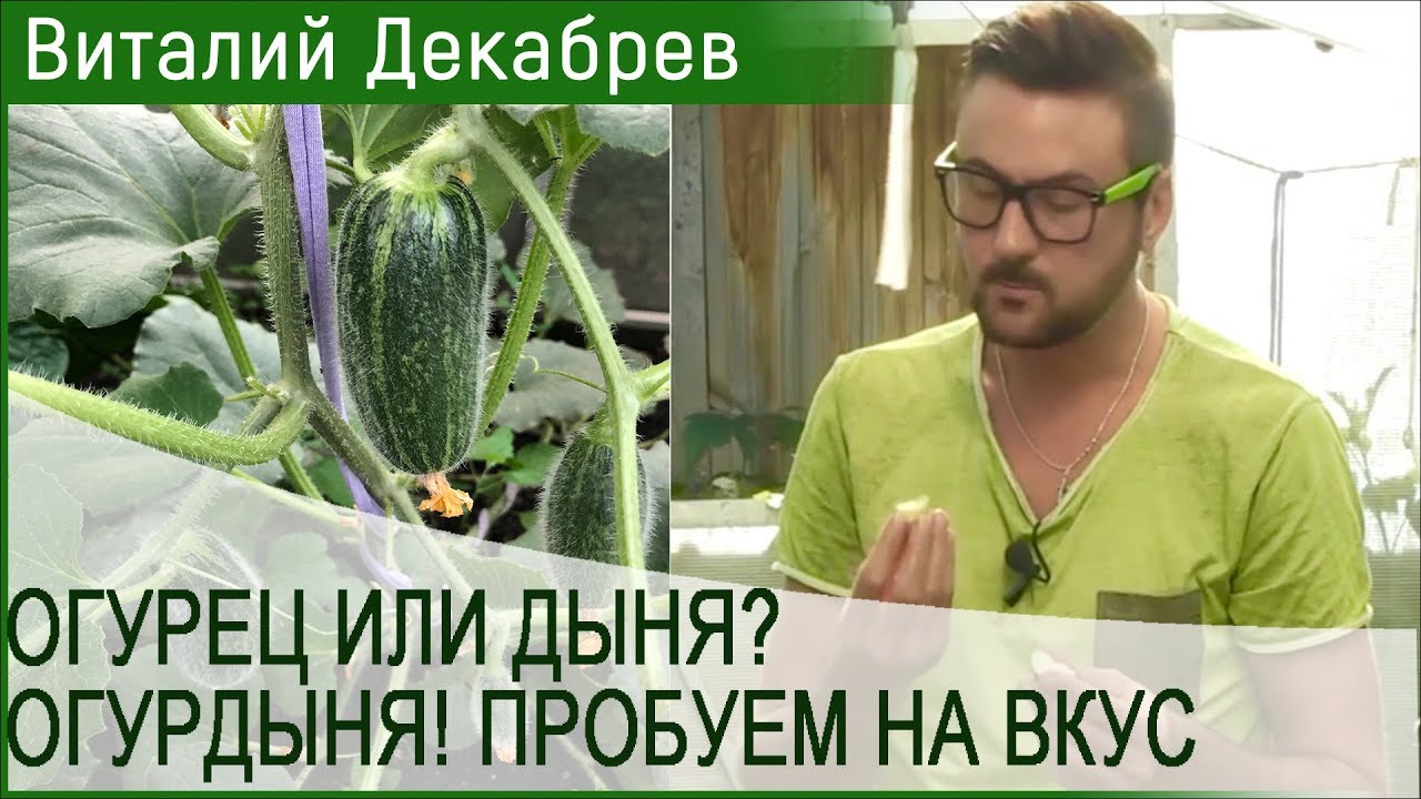 ОГУРЕЦ ИЛИ ДЫНЯ? ОГУРДЫНЯ! ПРОБУЕМ НА ВКУС