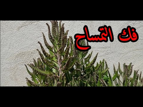 فيديو: معلومات عن أم الآلاف من النباتات - كيفية زراعة Kalanchoe Daigremontiana