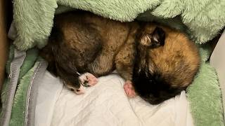 видео: Щенок в щели плакала. Я протянул руку — она ухватилась из последних сил. картинка: Щенок в щели плакала. Я протянул руку — она ухватилась из последних сил.