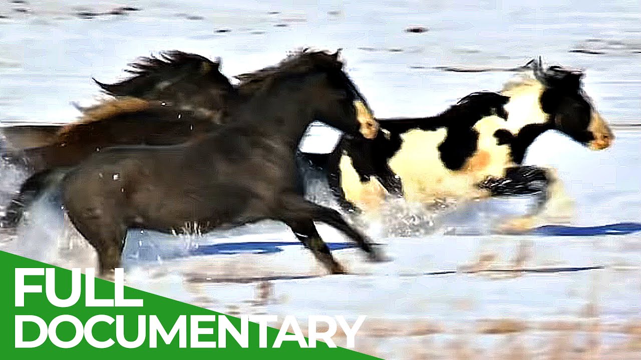 8000 Miles to Alaska: A Journey Along the World's Longest Border | Free Documentary Nature