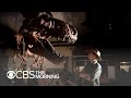 Scotty, largest T. rex ever found, on display in Canada