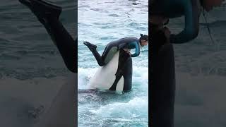 華麗すぎるリフトからの3連続回転!! #Shorts #鴨川シーワールド #シャチ #Kamogawaseaworld #Orca #Killerwhale