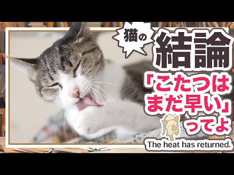 猫の結論「こたつはまだ早い」ってよ