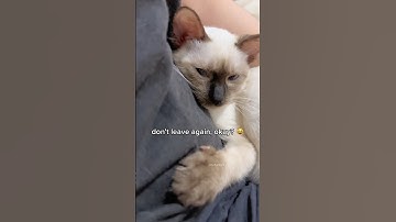 this is how my cat demands cuddles 🥹 funny cat videos | tofu the siamese cat #funnycats #catshorts