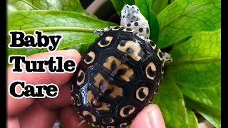 *Daily Routine* Baby Turtle Care