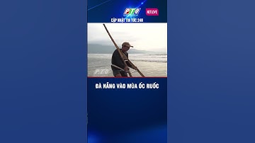 Đà Nẵng vào mùa ốc ruốc  #ptq #truyềnhìnhquảngngãi