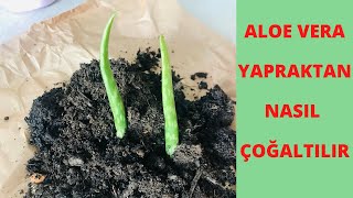 Aloe vera Yapraktan Çoğaltılır mı?Aloe vera nasıl Çoğaltılır?Aloe vera bakımı /Aloe vera