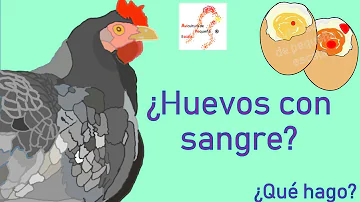 ¿Por qué la sangre en un huevo no es kosher?