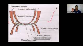 Anatomy : High Yield Theory & MCQ Discussion screenshot 4