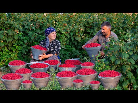 Видео: Сбор Малины и Приготовление Заготовок на Зиму