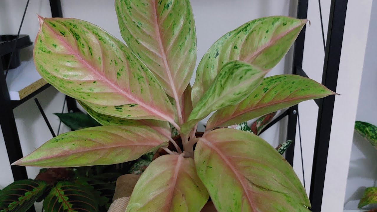 Bugun ne turlar var arkadaşlar izleyelim 🥰🌺