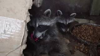 Baby Raccoon loses toy!