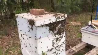 Abandoned Hive Opening