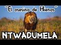 Ntwadumela | Este es el LEÓN más TEMIDO por las HIENAS