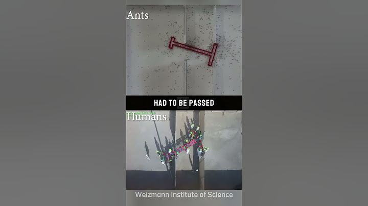 Mind Blowing Experiment Ants 🆚 Humans (@WeizmannInstitute)