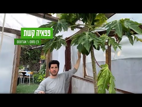 וִידֵאוֹ: תנאי גידול פפאיה - איפה ואיך לגדל עץ פרי פפאיה