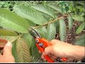 Cómo podar los Cultivos de Guayaba para optimizar su Producción - TvAgro por Juan Gonzalo Angel