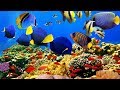 4k the most beautiful coral reefs and undersea creature on earth