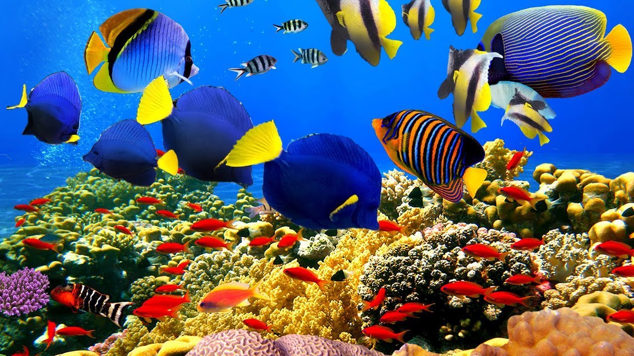 4K  The most beautiful coral reefs and undersea creature on earth