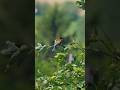 🐦 Żołny–najbardziej kolorowe ptaki Polski! |European Bee-Eaters–The Most Colorful Birds in Europe! ✨