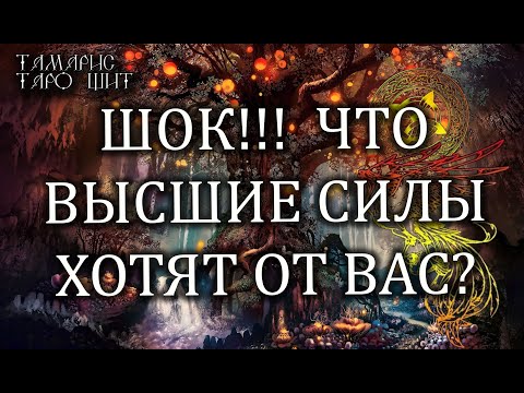 ШОК! ЧТО ВЫСШИЕ СИЛЫ ХОТЯТ ОТ ВАС? 🌔🔥💯 ГАДАНИЕ РАСКЛАД ТАРО