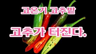 2차 곁순제거 꼭 하셔야 다수확 합니다. 고추 열과의 원인과 해결방법 ㆍ텃밭농사ㆍ고추농사ㆍ고추재배