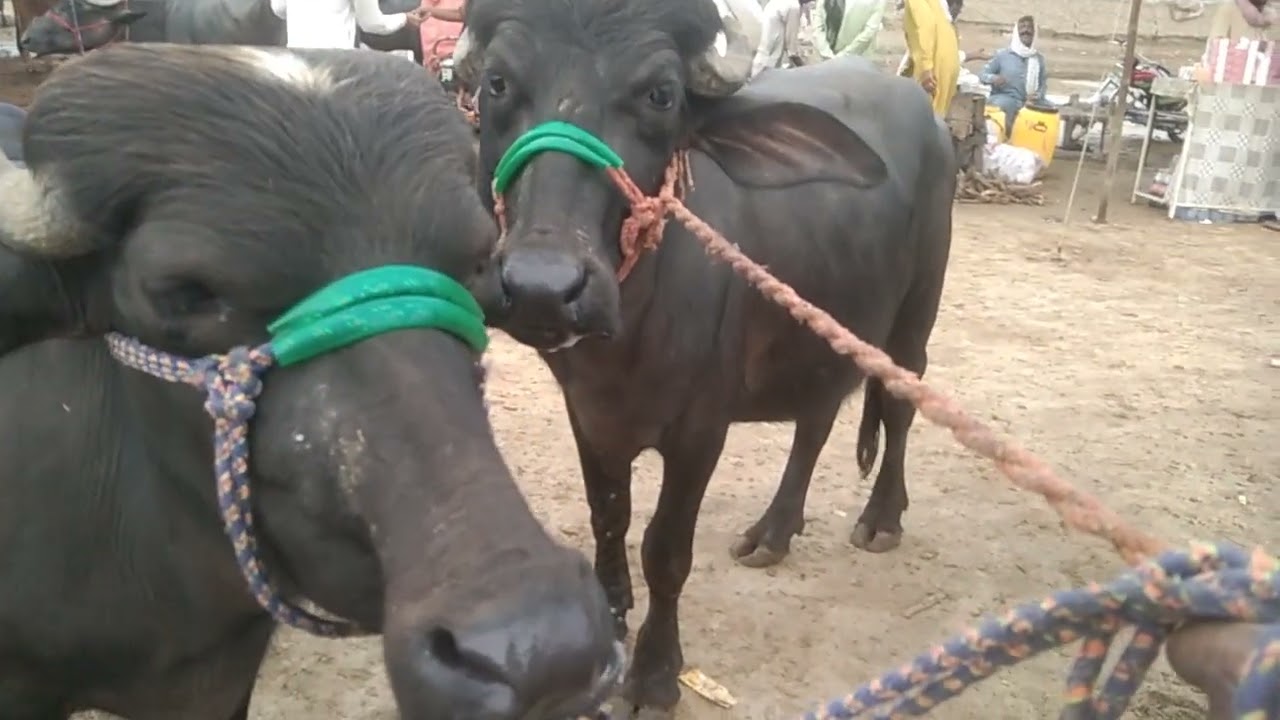 Today Bahawalpur Cow Mandi Qurbani 2026 | Bahawalpur Mandi Fresh Latest Video || Global Village